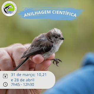 Imagem Evento Anilhagem científica de aves
